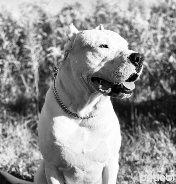 Dogo Arjantin, Köpek  Boss fotoğrafı