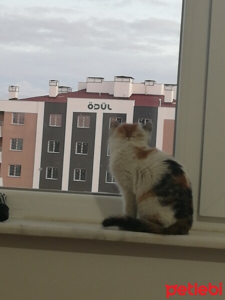 Tekir Kedi, Kedi  Balli fotoğrafı