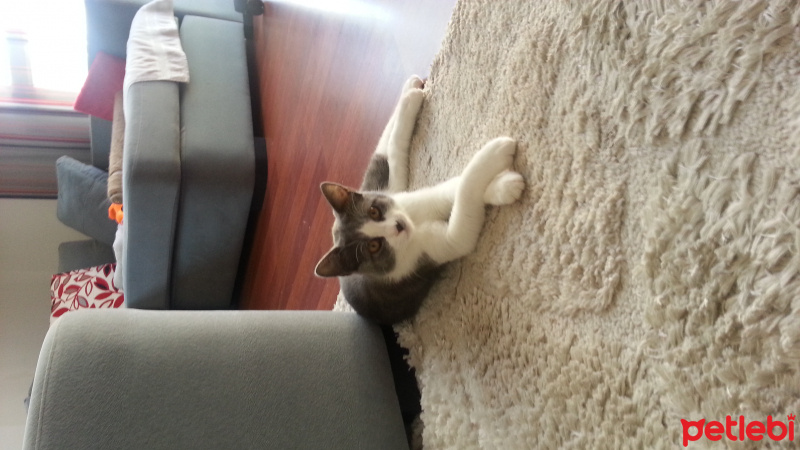 Tekir Kedi, Kedi  Duman (5432122467 Özcan ) fotoğrafı