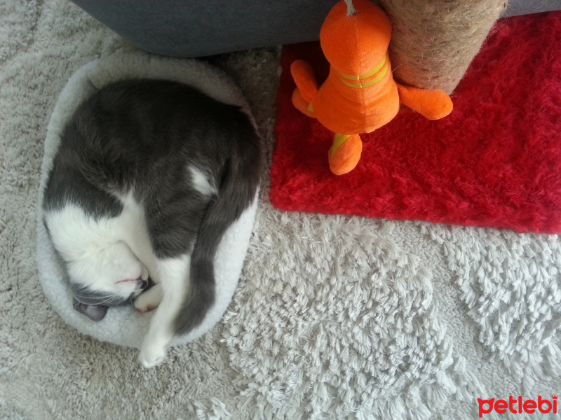 Tekir Kedi, Kedi  Duman (5432122467 Özcan ) fotoğrafı