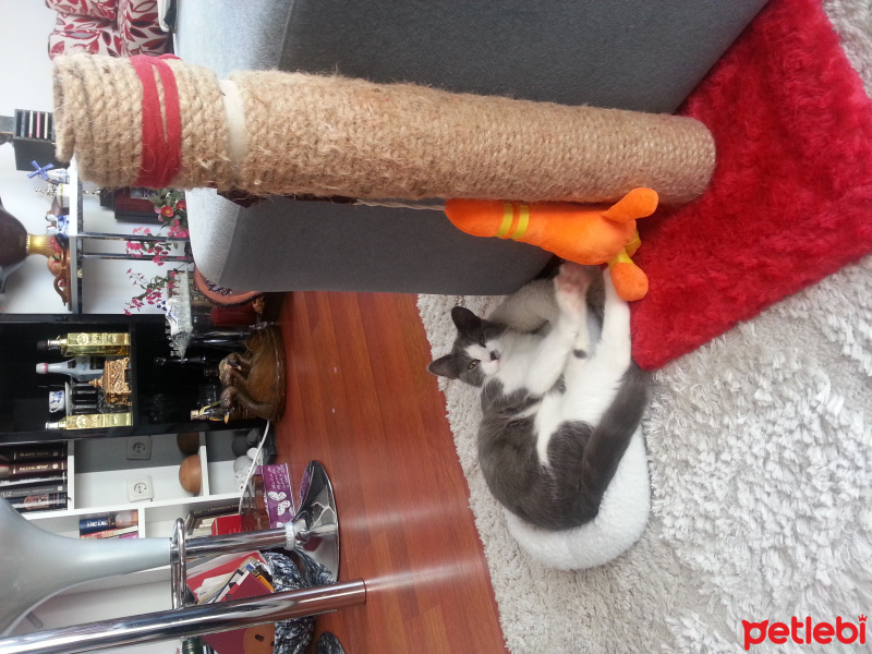 Tekir Kedi, Kedi  Duman (5432122467 Özcan ) fotoğrafı