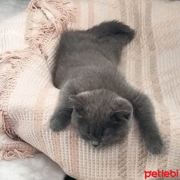 British Shorthair, Kedi  Efe fotoğrafı