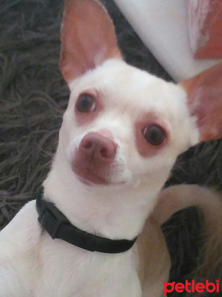 Chihuahua, Köpek  Pepe fotoğrafı