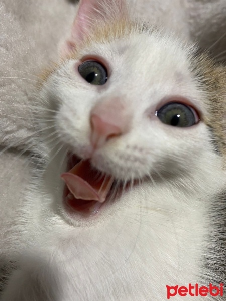 Tekir Kedi, Kedi  Minti fotoğrafı