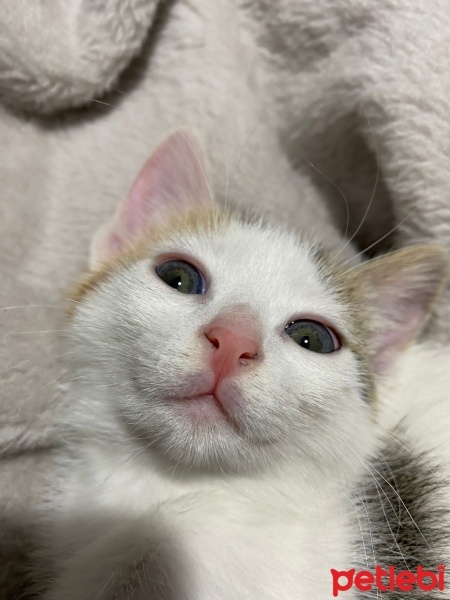 Tekir Kedi, Kedi  Minti fotoğrafı