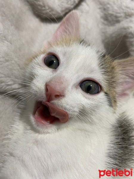 Tekir Kedi, Kedi  Minti fotoğrafı