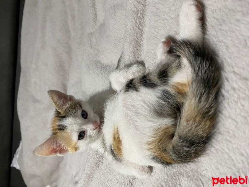 Tekir Kedi, Kedi  Minti fotoğrafı