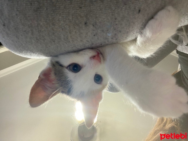 Tekir Kedi, Kedi  Minti fotoğrafı
