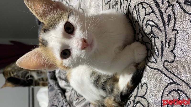 Tekir Kedi, Kedi  Minti fotoğrafı