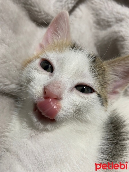 Tekir Kedi, Kedi  Minti fotoğrafı