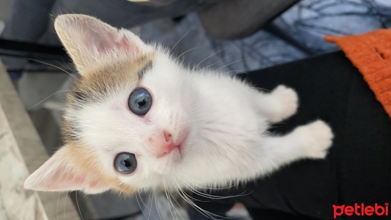 Tekir Kedi, Kedi  Minti fotoğrafı