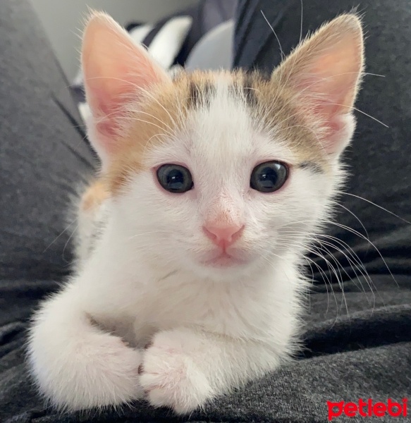 Tekir Kedi, Kedi  Minti fotoğrafı