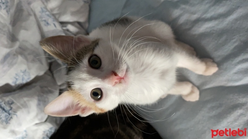 Tekir Kedi, Kedi  Minti fotoğrafı