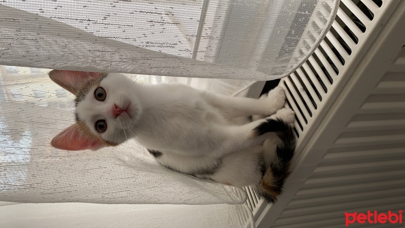 Tekir Kedi, Kedi  Minti fotoğrafı