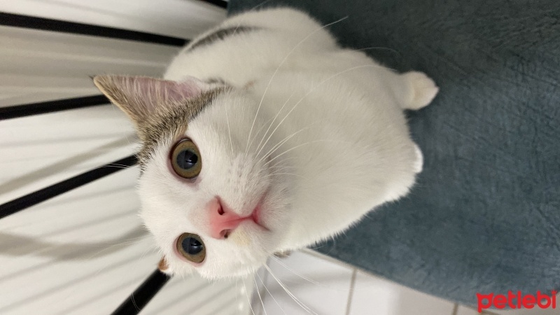 Tekir Kedi, Kedi  Minti fotoğrafı