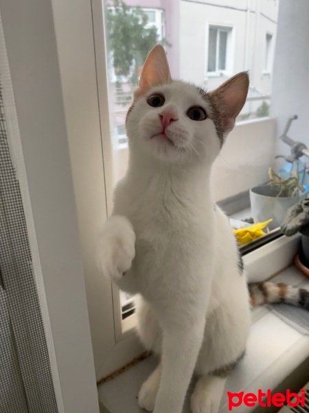 Tekir Kedi, Kedi  Minti fotoğrafı