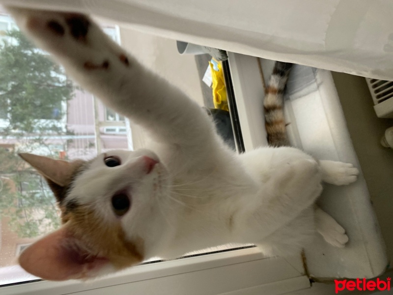 Tekir Kedi, Kedi  Minti fotoğrafı