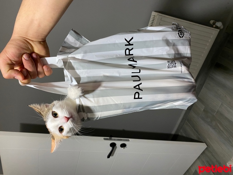 Tekir Kedi, Kedi  Minti fotoğrafı
