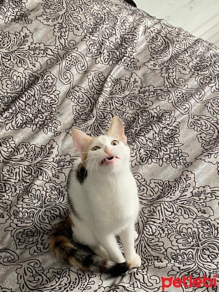Tekir Kedi, Kedi  Minti fotoğrafı