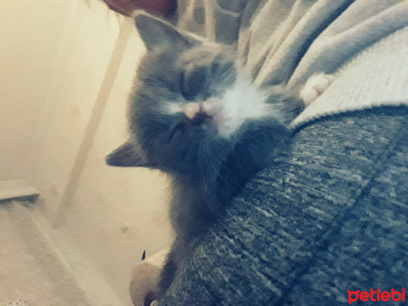 Tekir Kedi, Kedi  Minnos fotoğrafı