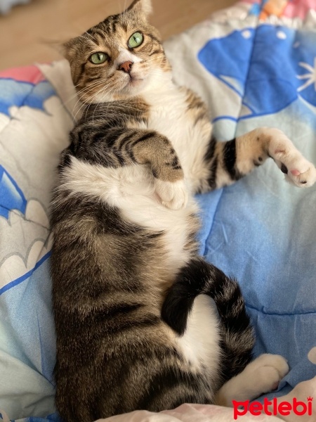 Tekir Kedi, Kedi  Miniş fotoğrafı