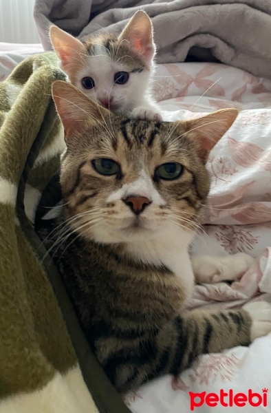 Tekir Kedi, Kedi  Miniş fotoğrafı