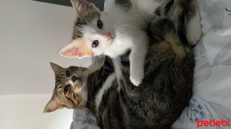 Tekir Kedi, Kedi  Miniş fotoğrafı
