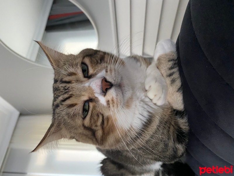 Tekir Kedi, Kedi  Miniş fotoğrafı