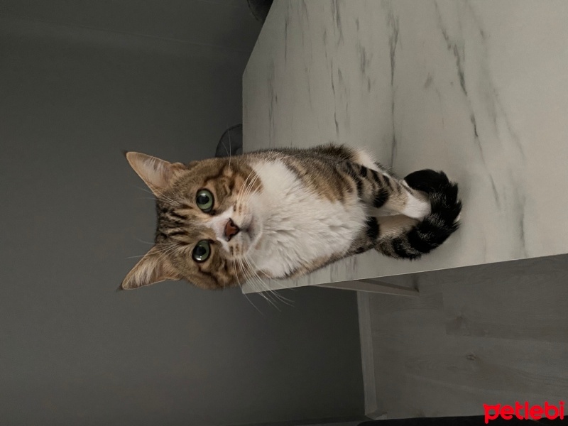 Tekir Kedi, Kedi  Miniş fotoğrafı
