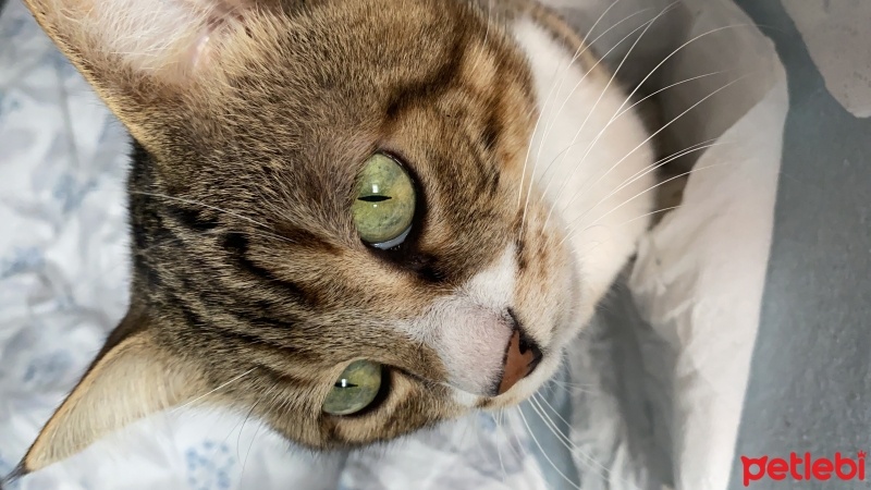 Tekir Kedi, Kedi  Miniş fotoğrafı