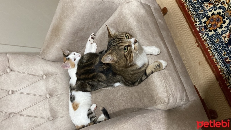 Tekir Kedi, Kedi  Miniş fotoğrafı