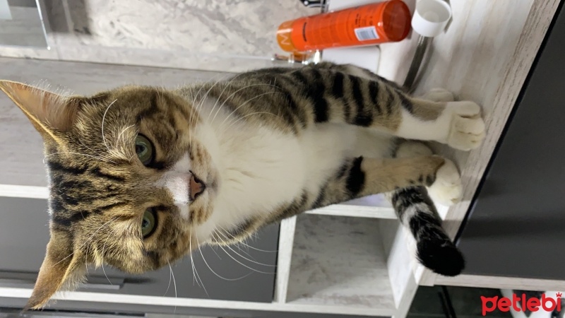 Tekir Kedi, Kedi  Miniş fotoğrafı