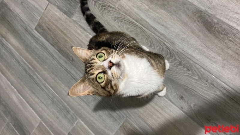 Tekir Kedi, Kedi  Miniş fotoğrafı