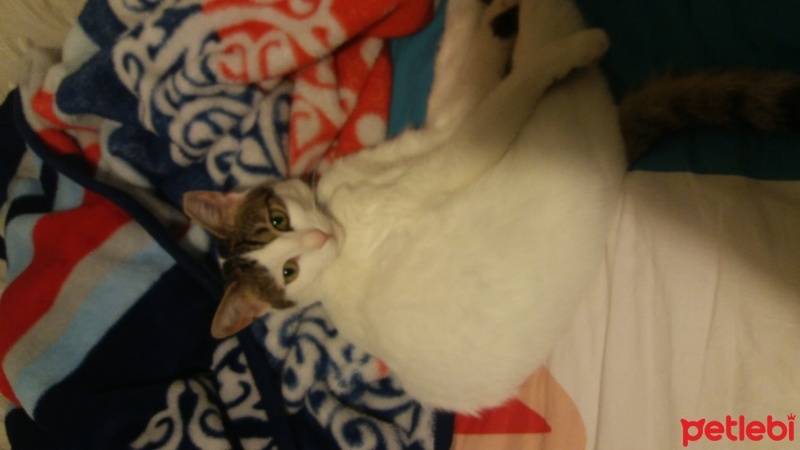 Tekir Kedi, Kedi  Boncuk fotoğrafı