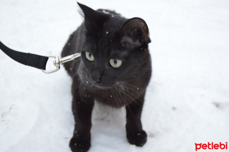 Bombay, Kedi  Nyusha fotoğrafı