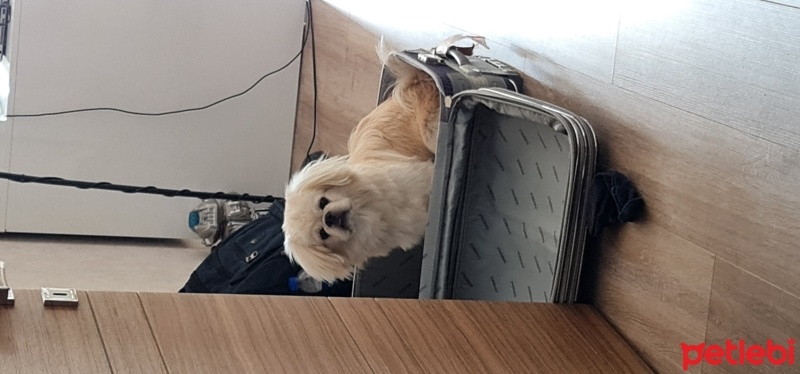Pekingese, Köpek  Fındık fotoğrafı