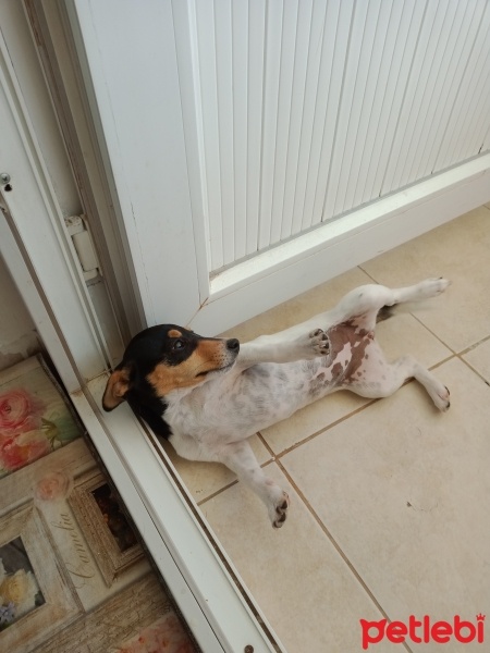 Jack Russell Terrier, Köpek  Maylo fotoğrafı