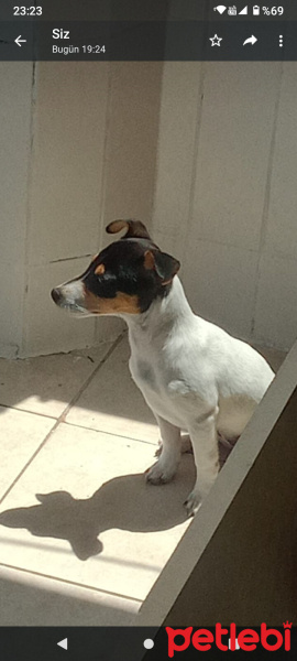 Jack Russell Terrier, Köpek  Maylo fotoğrafı
