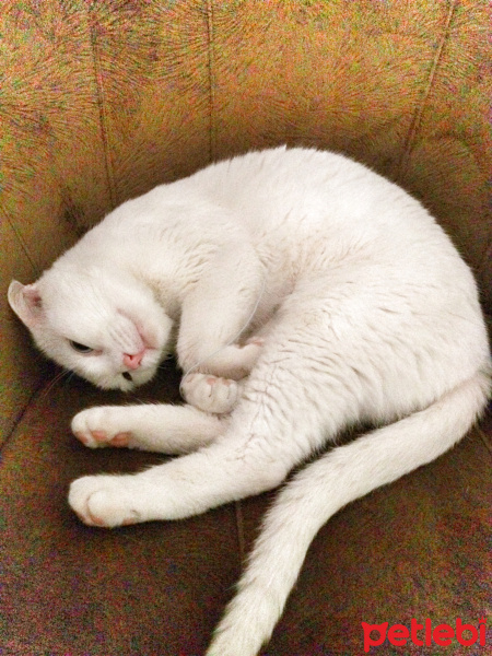 Van Kedisi, Kedi  Lodi fotoğrafı