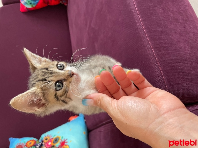 Tekir Kedi, Kedi  Erkek tekir fotoğrafı