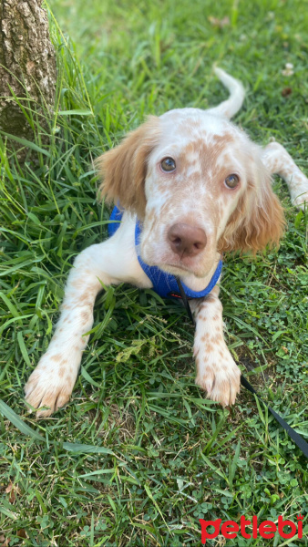 İngiliz Setter, Köpek  Tarçın fotoğrafı