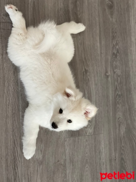 Samoyed, Köpek  ayvar fotoğrafı