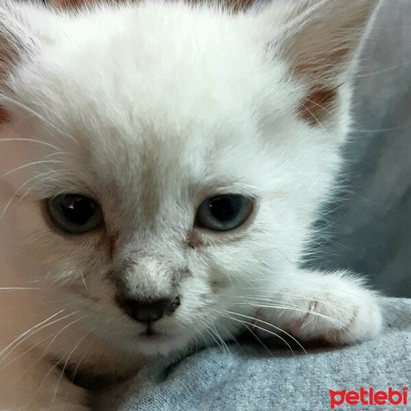 British Shorthair, Kedi  Elendil ( Gondor ve Arnor'un Yüksek Kralı) fotoğrafı