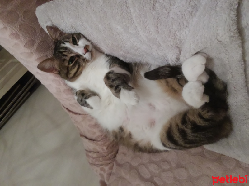 Tekir Kedi, Kedi  Zeytin fotoğrafı