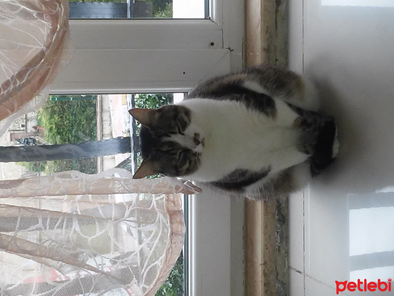 Tekir Kedi, Kedi  Zeytin fotoğrafı