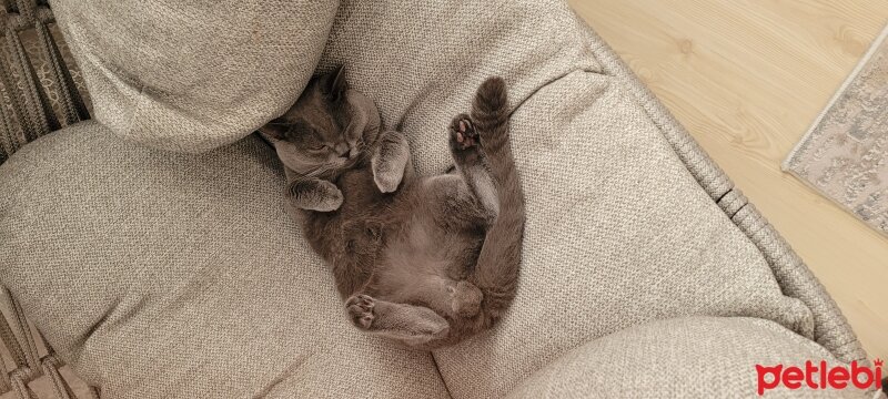 British Shorthair, Kedi  Mars fotoğrafı