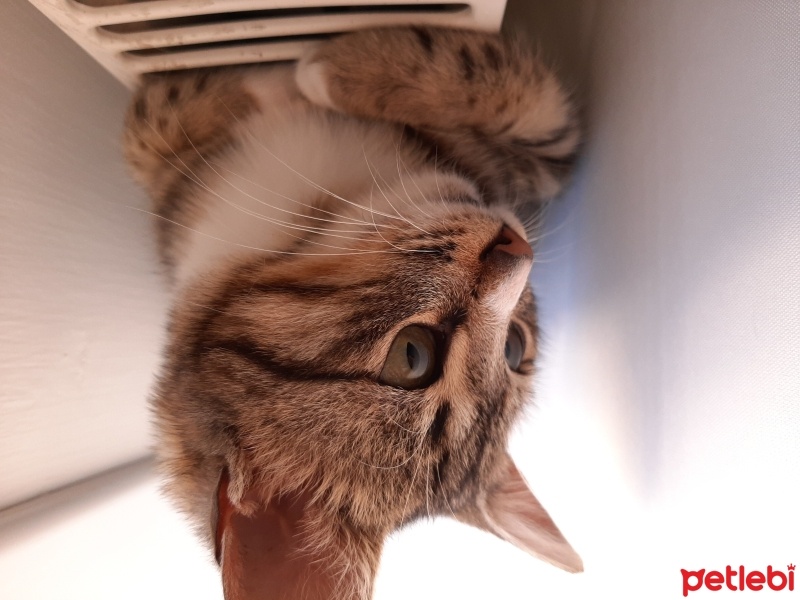 Tekir Kedi, Kedi  Şuşi fotoğrafı