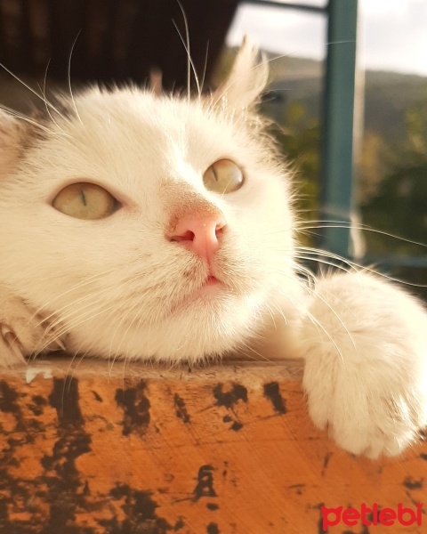 Tekir Kedi, Kedi  Şuşi fotoğrafı