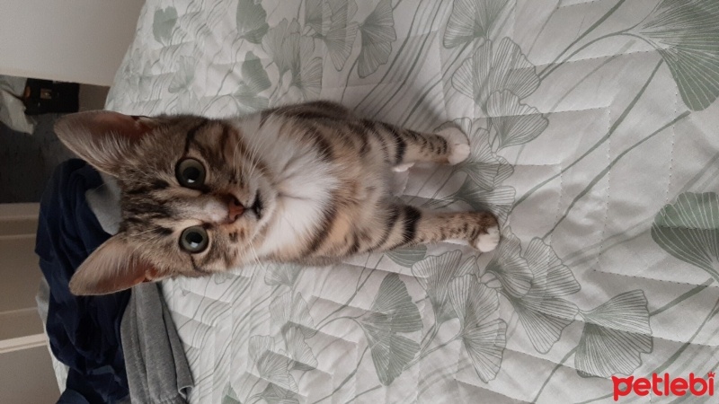 Tekir Kedi, Kedi  Şuşi fotoğrafı