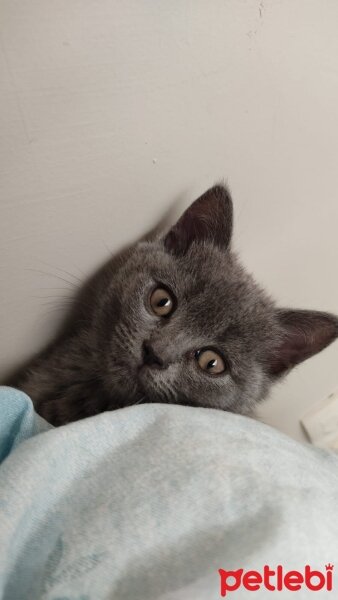 British Shorthair, Kedi  Lila fotoğrafı